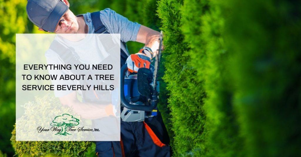 Tree Service Beverly Hills