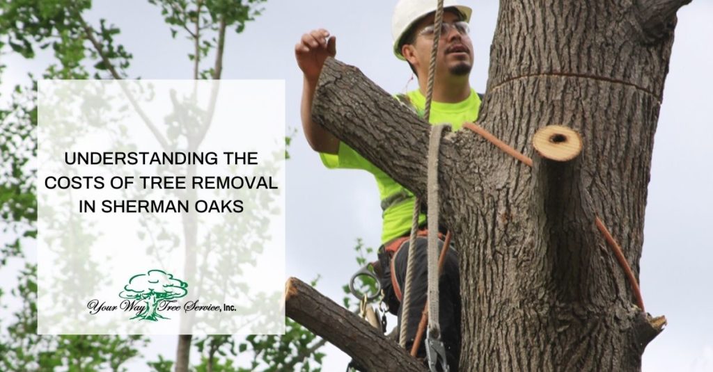 Tree Removal in Sherman Oaks