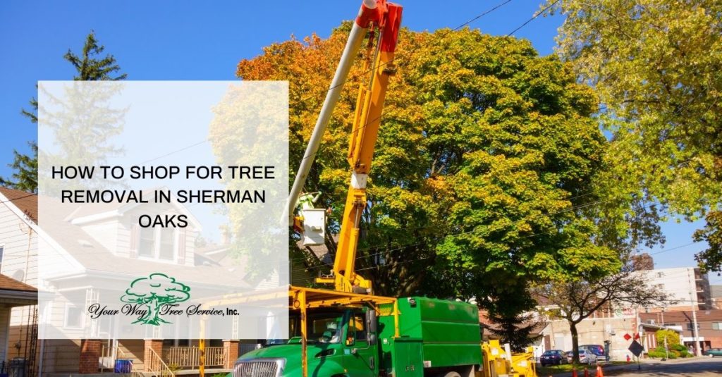 tree removal sherman oaks