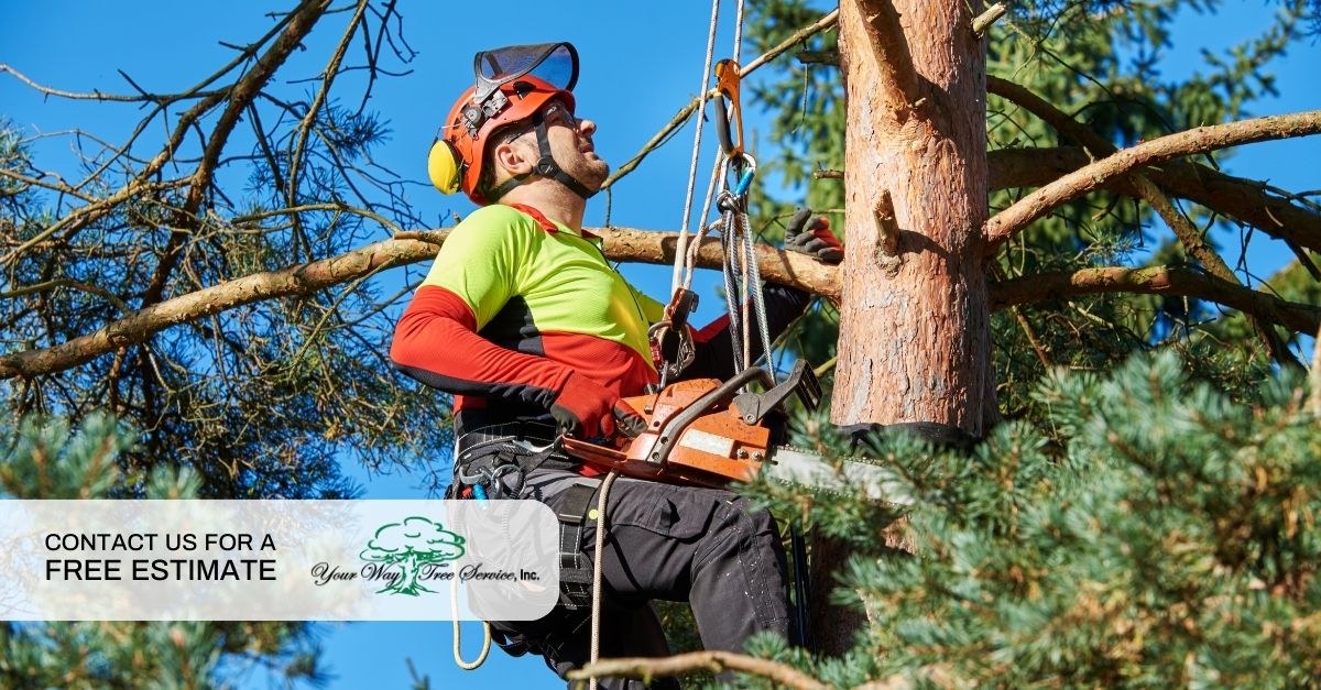 Arborist in Thousand Oaks