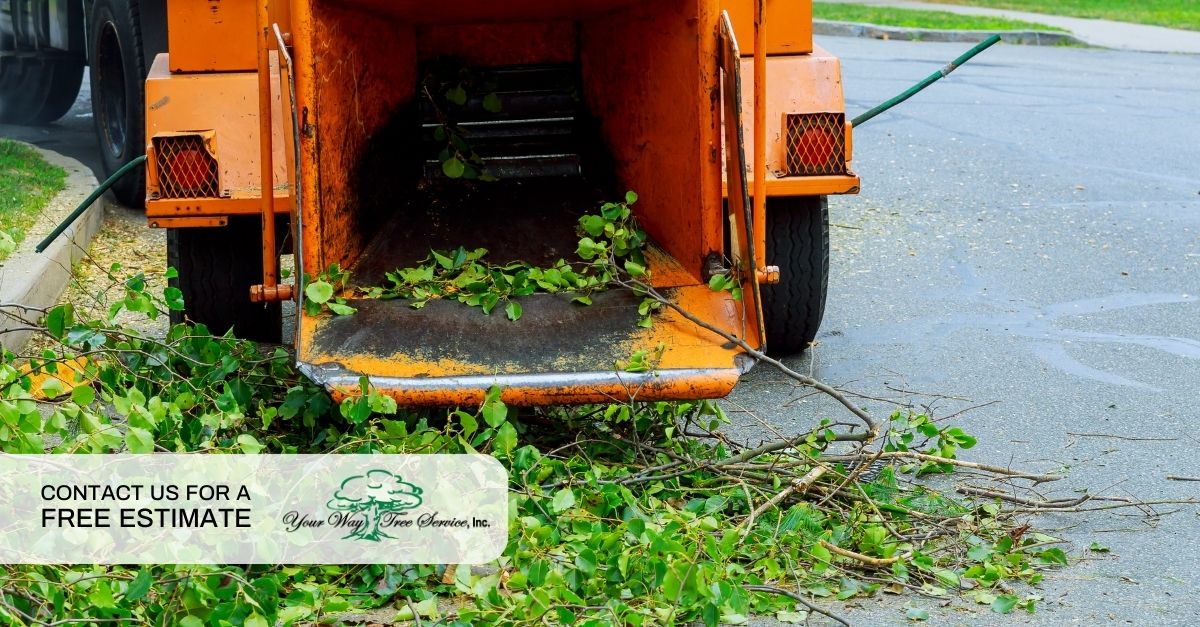 arborist santa monica