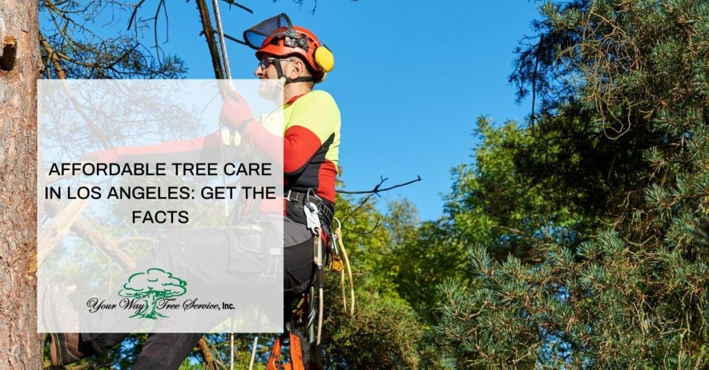 Affordable Tree Care in Los Angeles