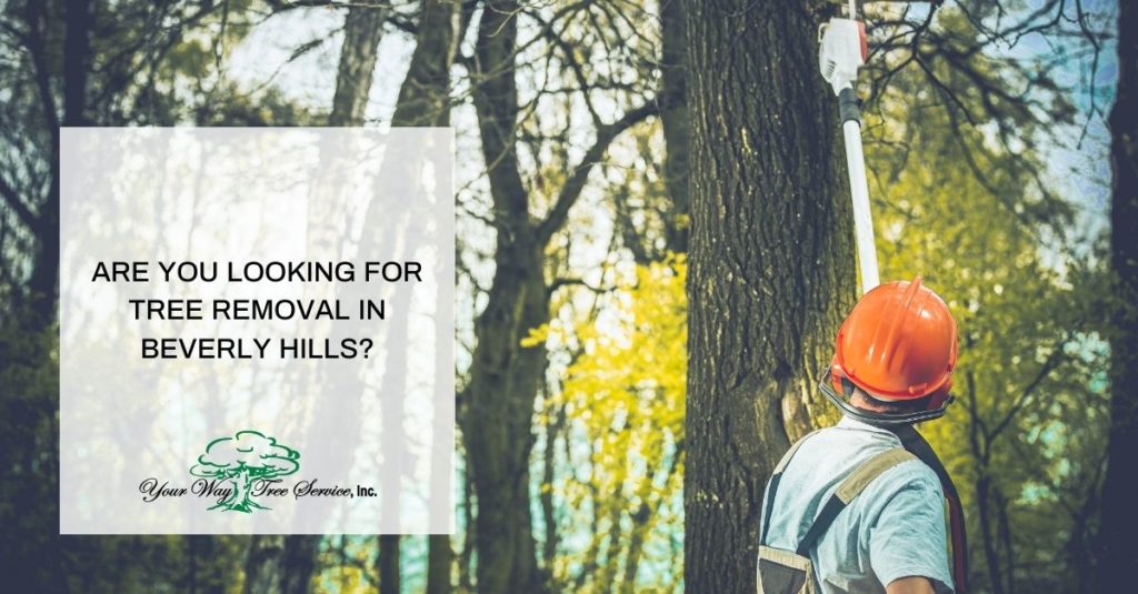 Tree Removal in Beverly Hills