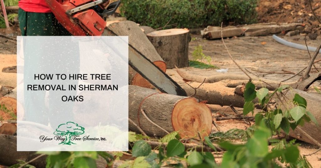 Tree Removal in Sherman Oaks