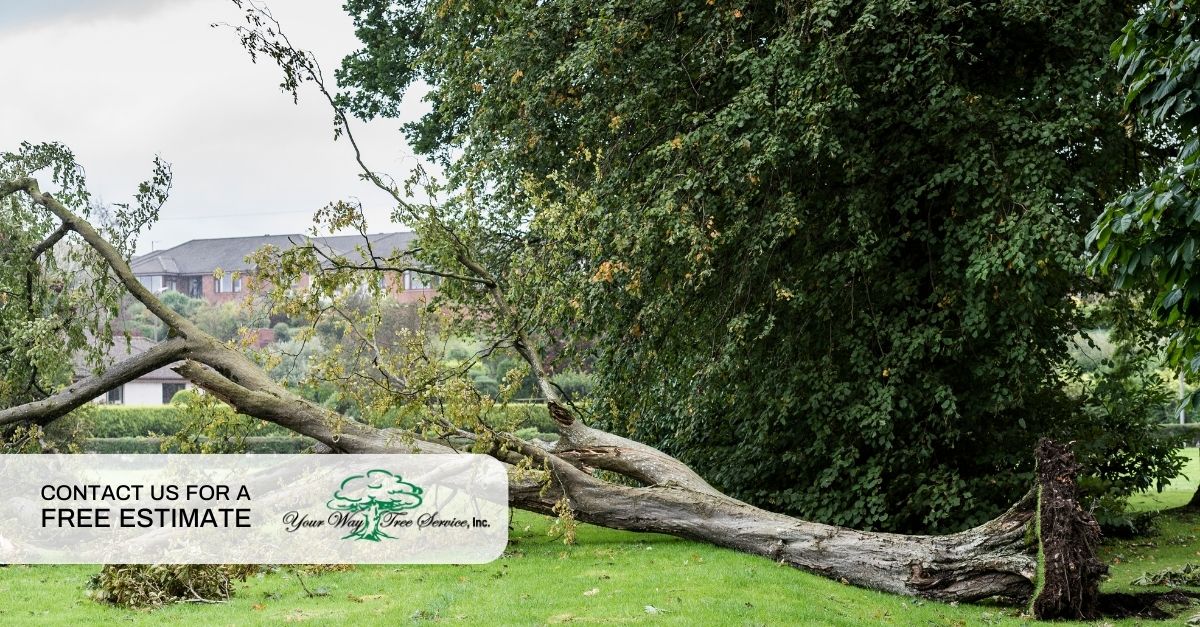 tree removal pacific palisades