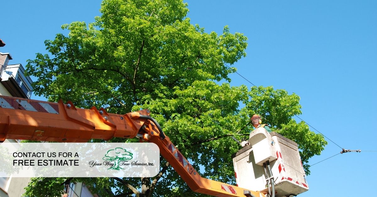 tree trimming sherman oaks