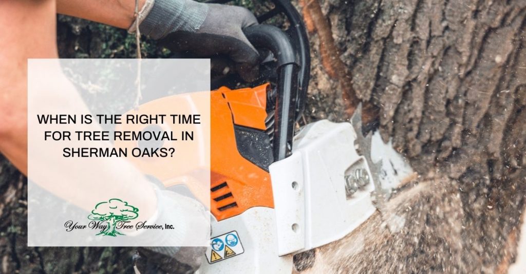 tree removal sherman oaks