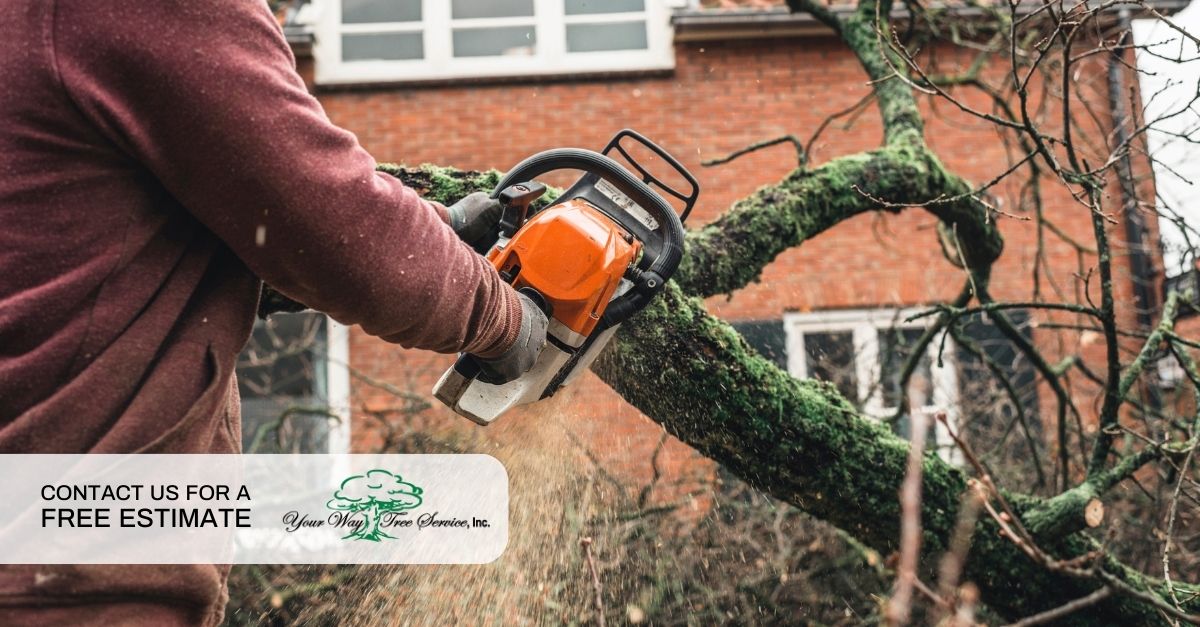  tree removal sherman oaks 