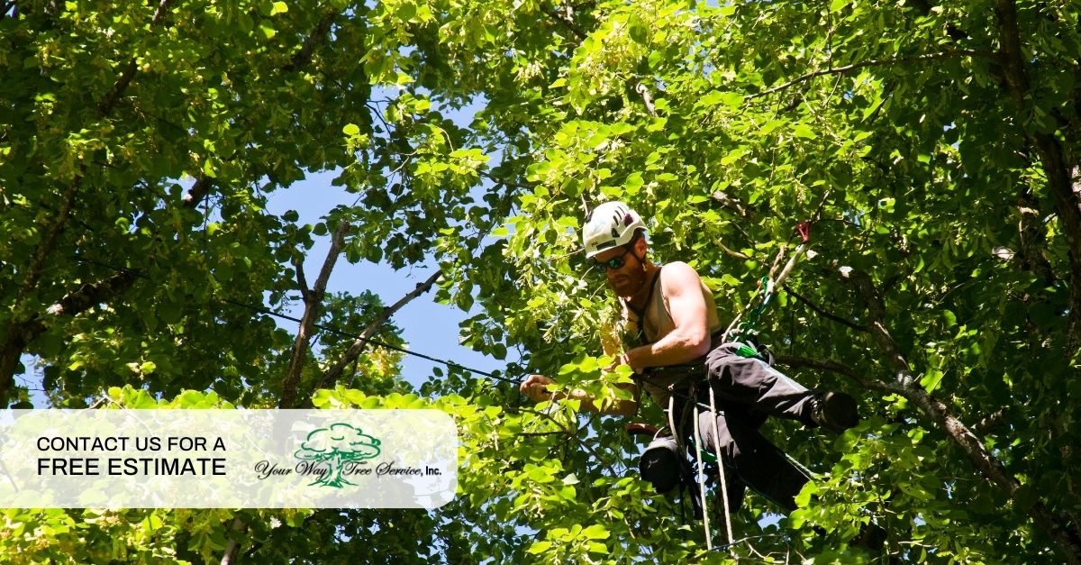 Tree Trimming Van Nuys 