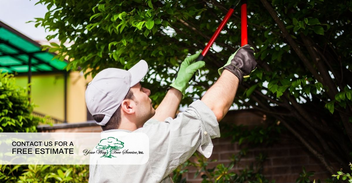 tree service Sherman Oaks