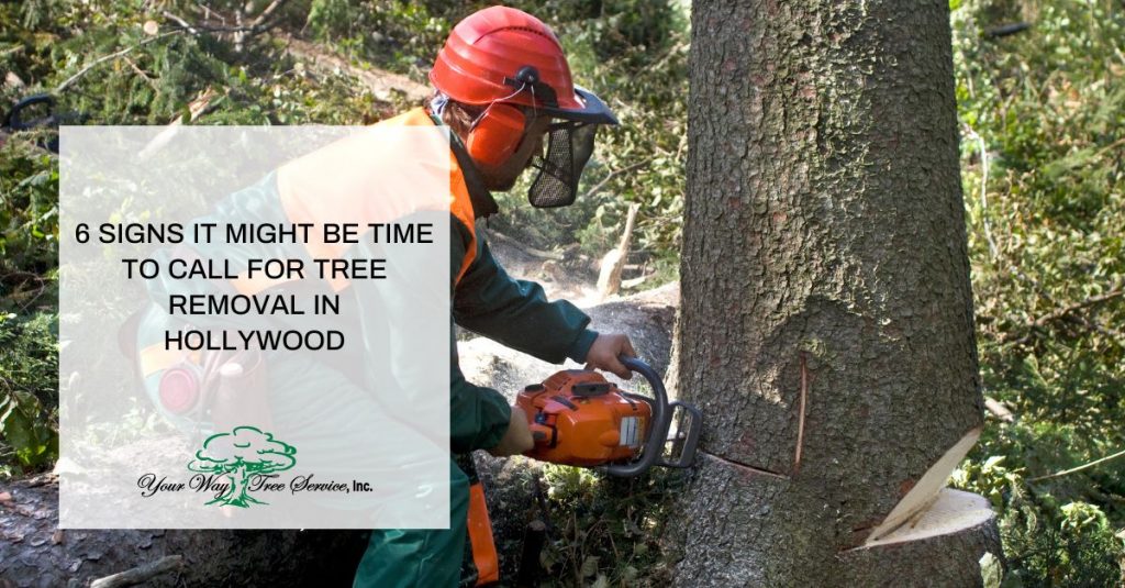 tree removal in Hollywood