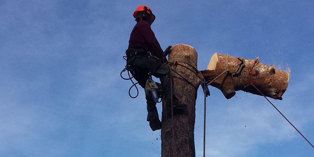 Tree Removal & Tree Trimming Service Los Angeles