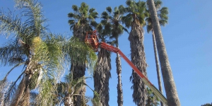 Quality-Tree-Trimming